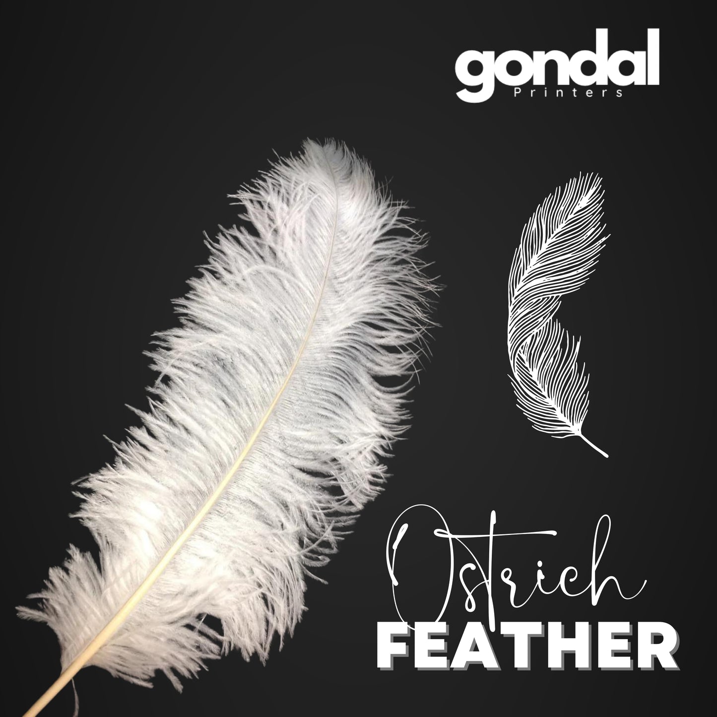 Natural Ostrich Feathers